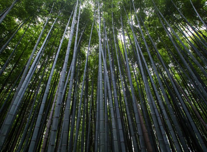 Wallpaper Forest, 4k, 5k wallpaper, 8k, trees, green, bamboo, Nature 7700514955